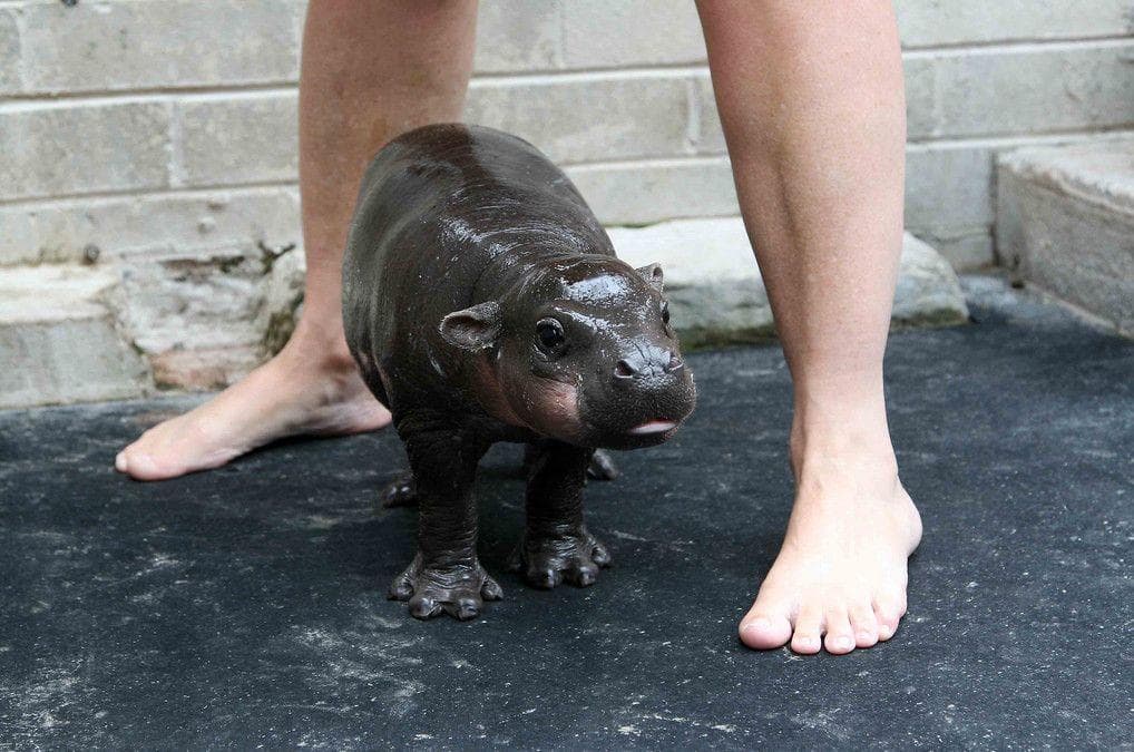 Random Baby Hippos Redefined Cuteness Overload | Best Random Tools