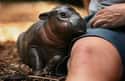 Hello There, Might I Interest You In A Cuddle? on Random Baby Hippos Redefined Cuteness Overload