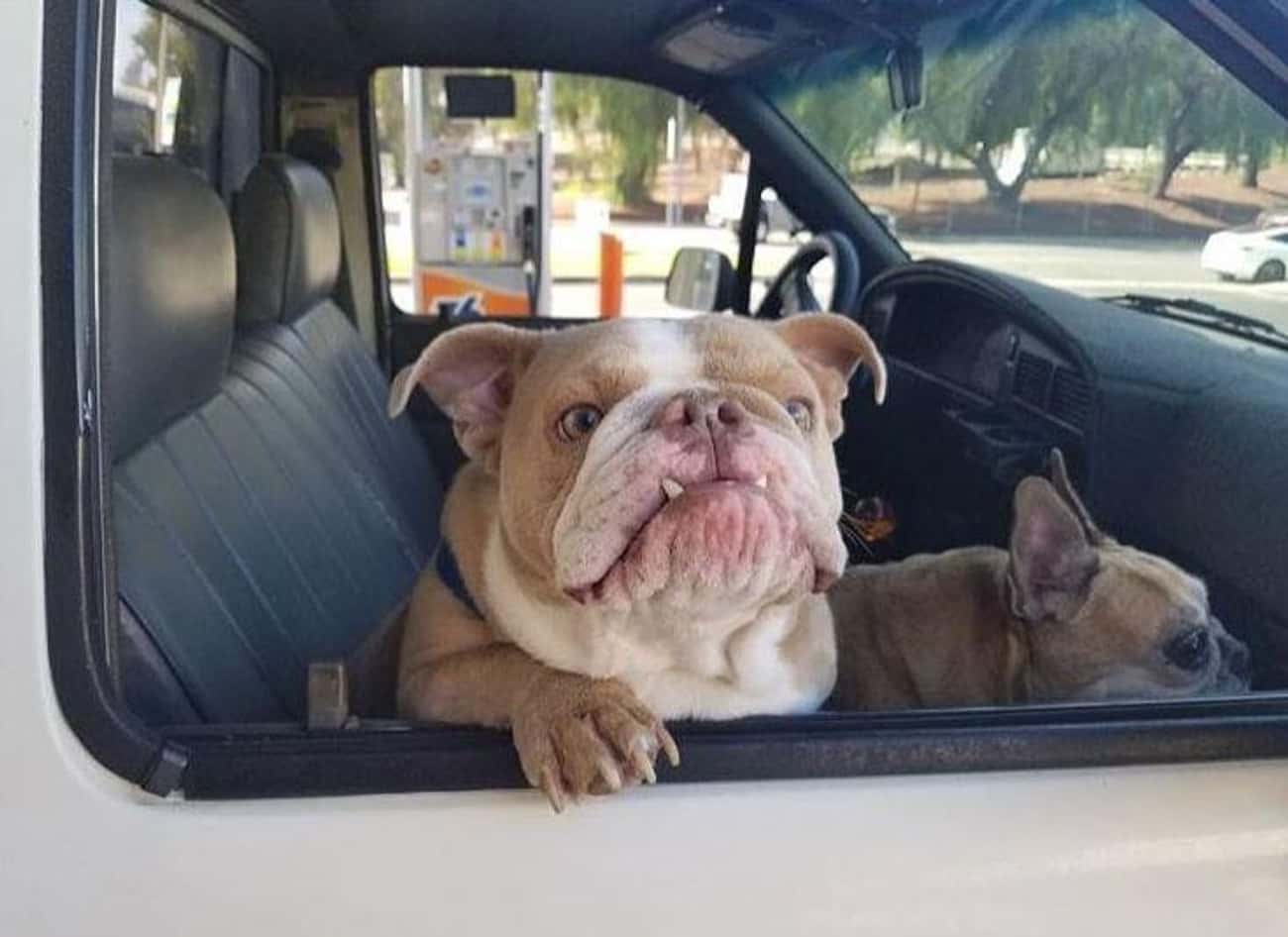 Yes, Dylan Runs An Instagram Account For His Pet Bulldog