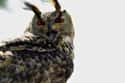 Screaming Into The Wind on Random Scary Owl Photos That'll Definitely Give You Chills