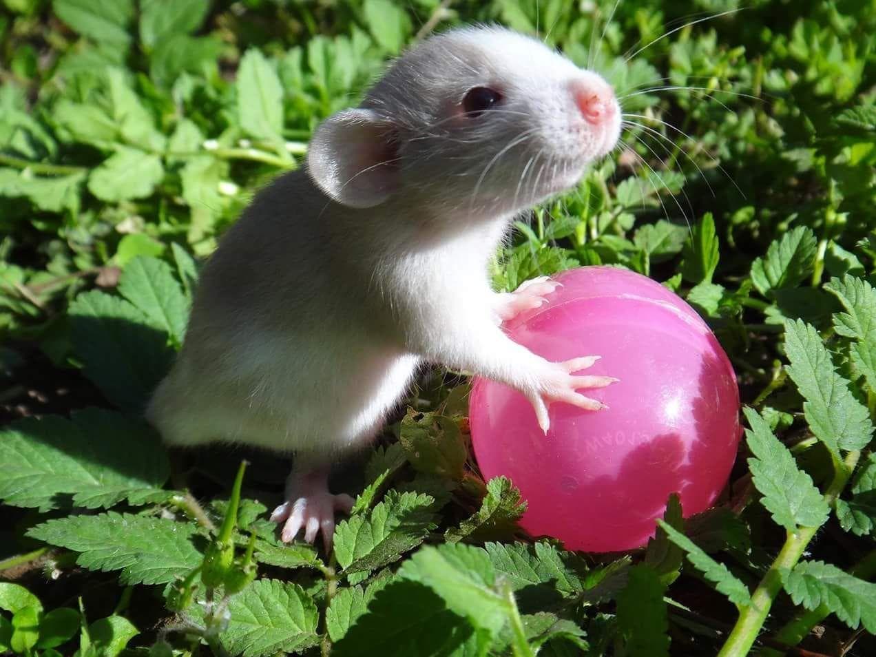 20 Rats Adorable Enough To Destroy Your Rat Phobia (Photos)