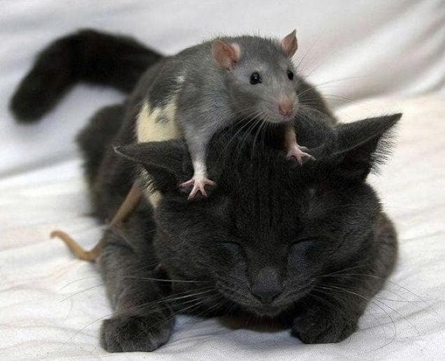 20 Rats Adorable Enough To Destroy Your Rat Phobia (Photos)