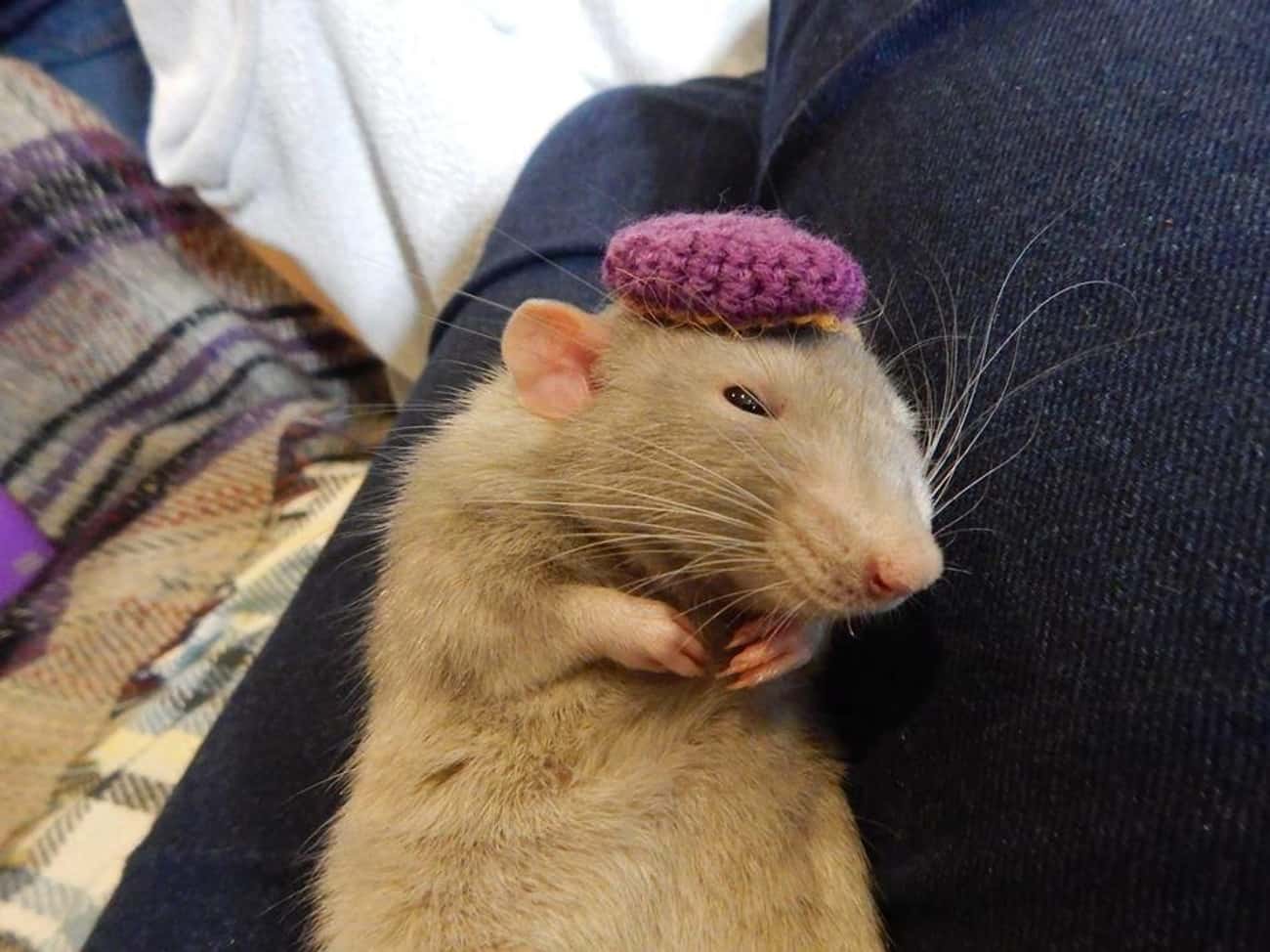 Крыса фото смешное Крыса фото смешное