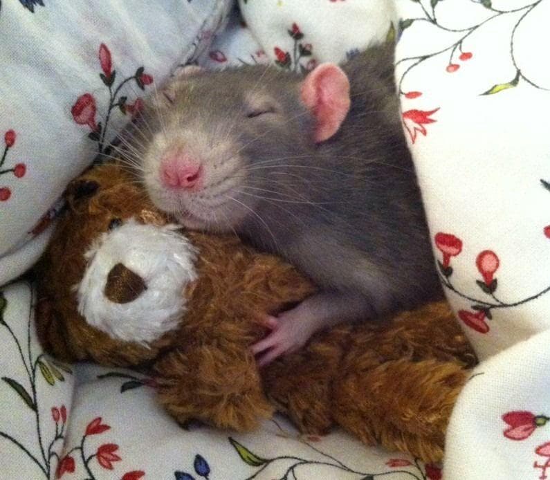 Image of Random Rats Adorable Enough To Destroy Your Rat Phobia