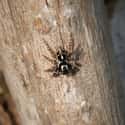 Spiders Make Really Good Hunters on Random Jumping Spiders Are Eating Brains Of Animals Three Times Their Size