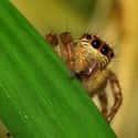While This Is The First Time It's Been Observed In Nature, This Might Happen More Often Than We Know on Random Jumping Spiders Are Eating Brains Of Animals Three Times Their Size
