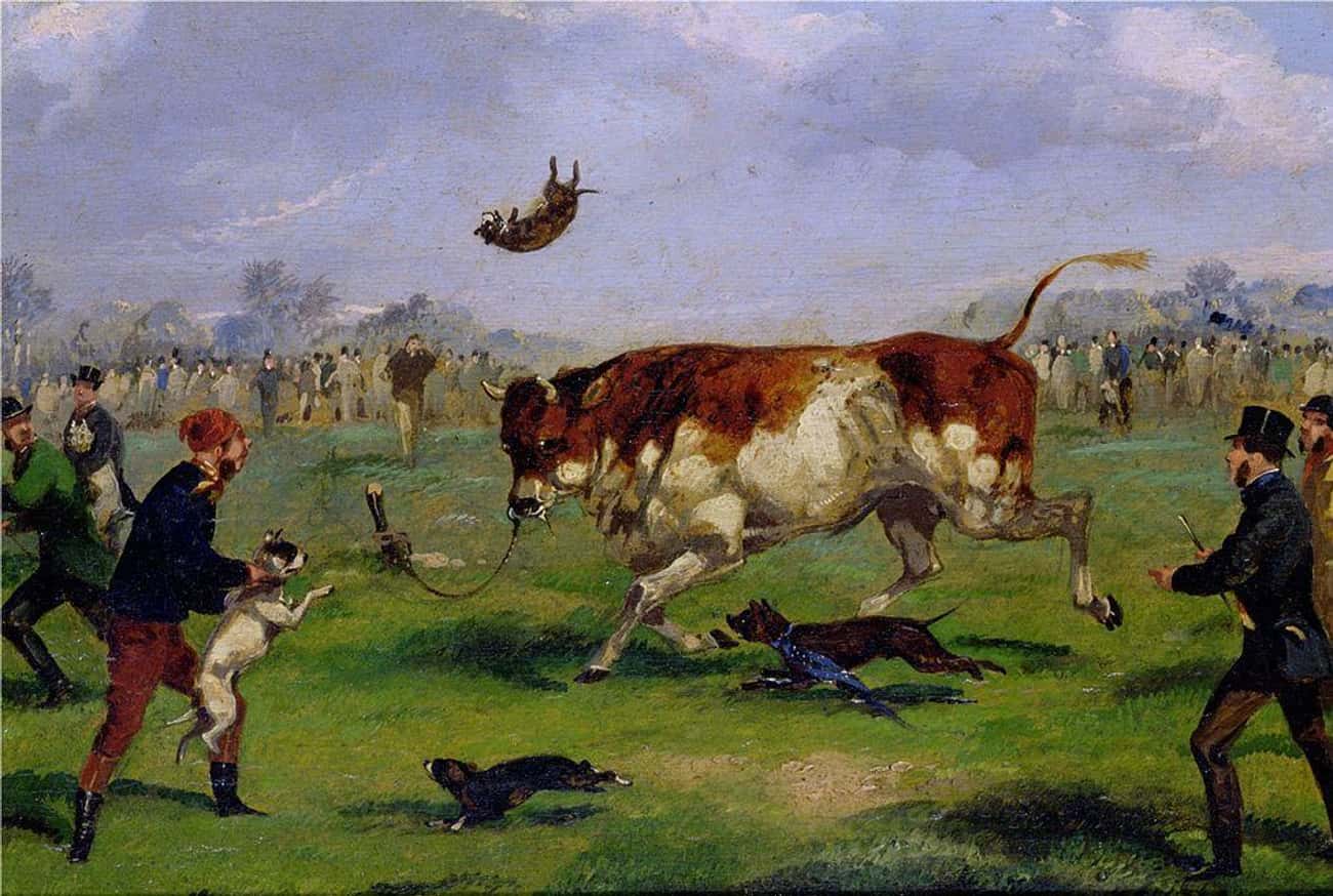 Dogs Were Specially Trained For A Popular Sport, Bull-Baiting