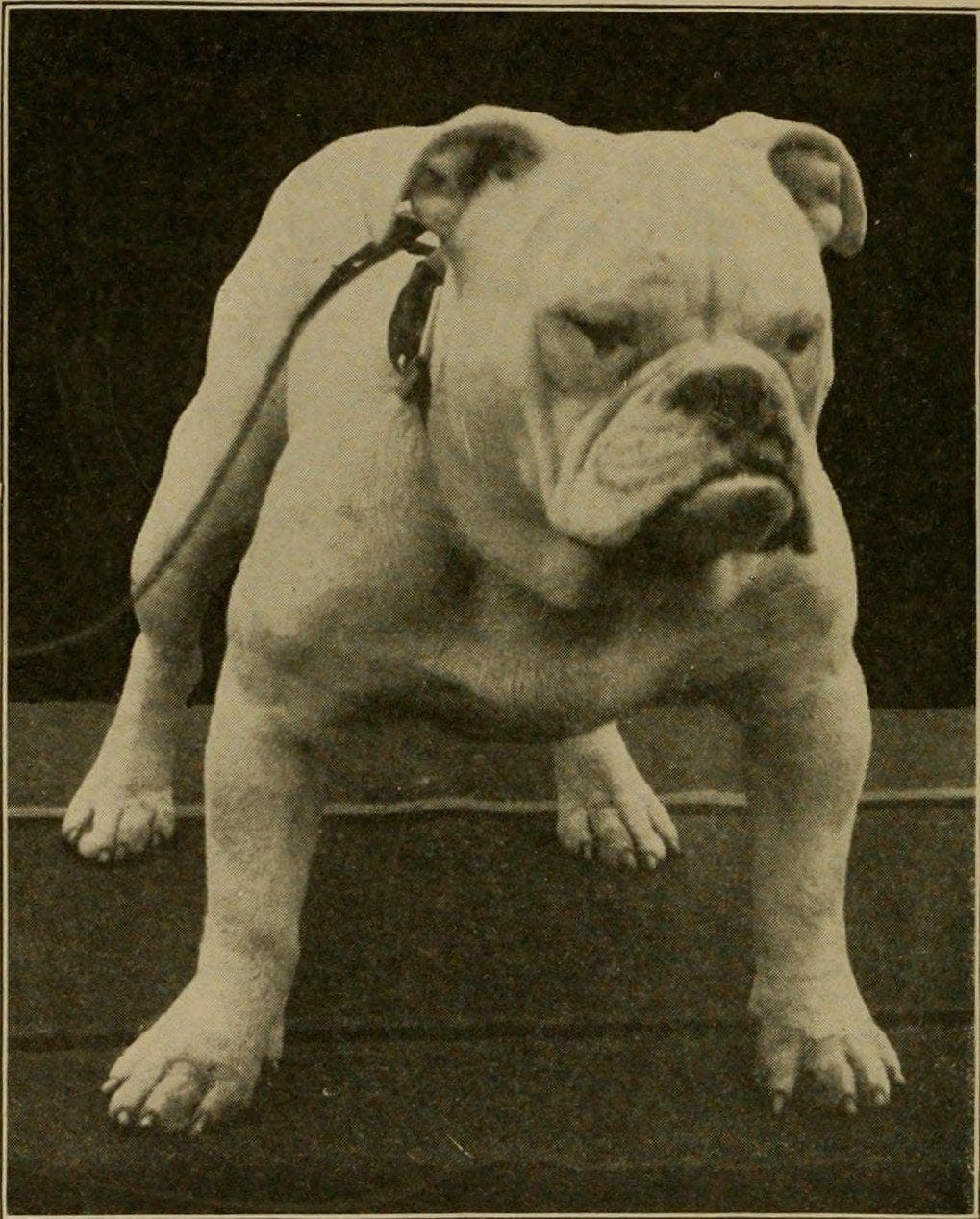 Why Are Bulldogs Called Bulldogs