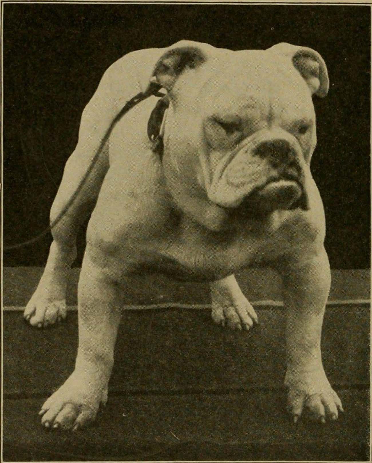 Breeders Needed Small Dogs With Strong Backs To Participate In The Sport – And The Bulldog Earned His Name