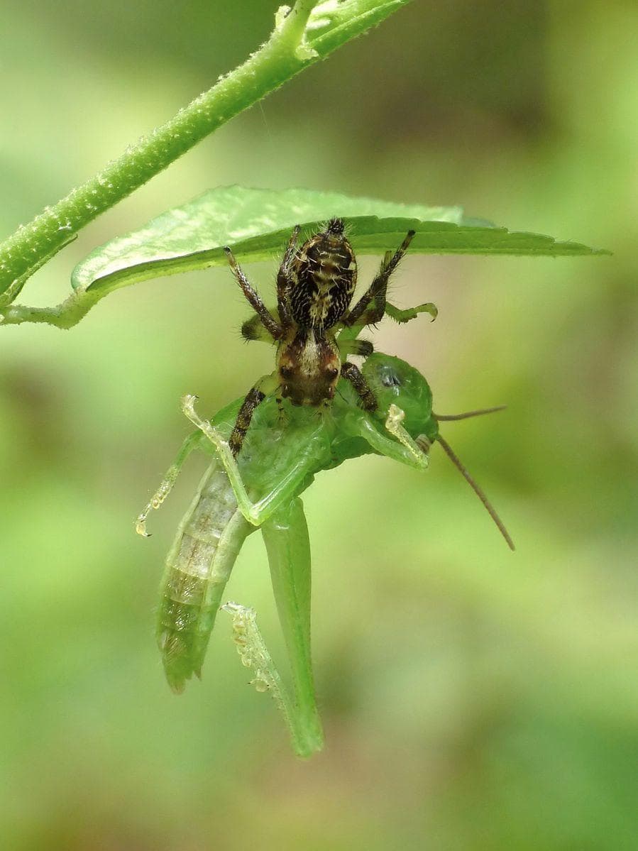 Image of Random Jumping Spiders Are Eating Brains Of Animals Three Times Their Size