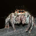 Jumping Spiders Can Also See The Moon - Which Has Nothing To Do With Lizards But Is Also Really Cool on Random Jumping Spiders Are Eating Brains Of Animals Three Times Their Size