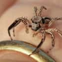 In General - Despite Being Zombies - Jumping Spiders Are Pretty Cool on Random Jumping Spiders Are Eating Brains Of Animals Three Times Their Size