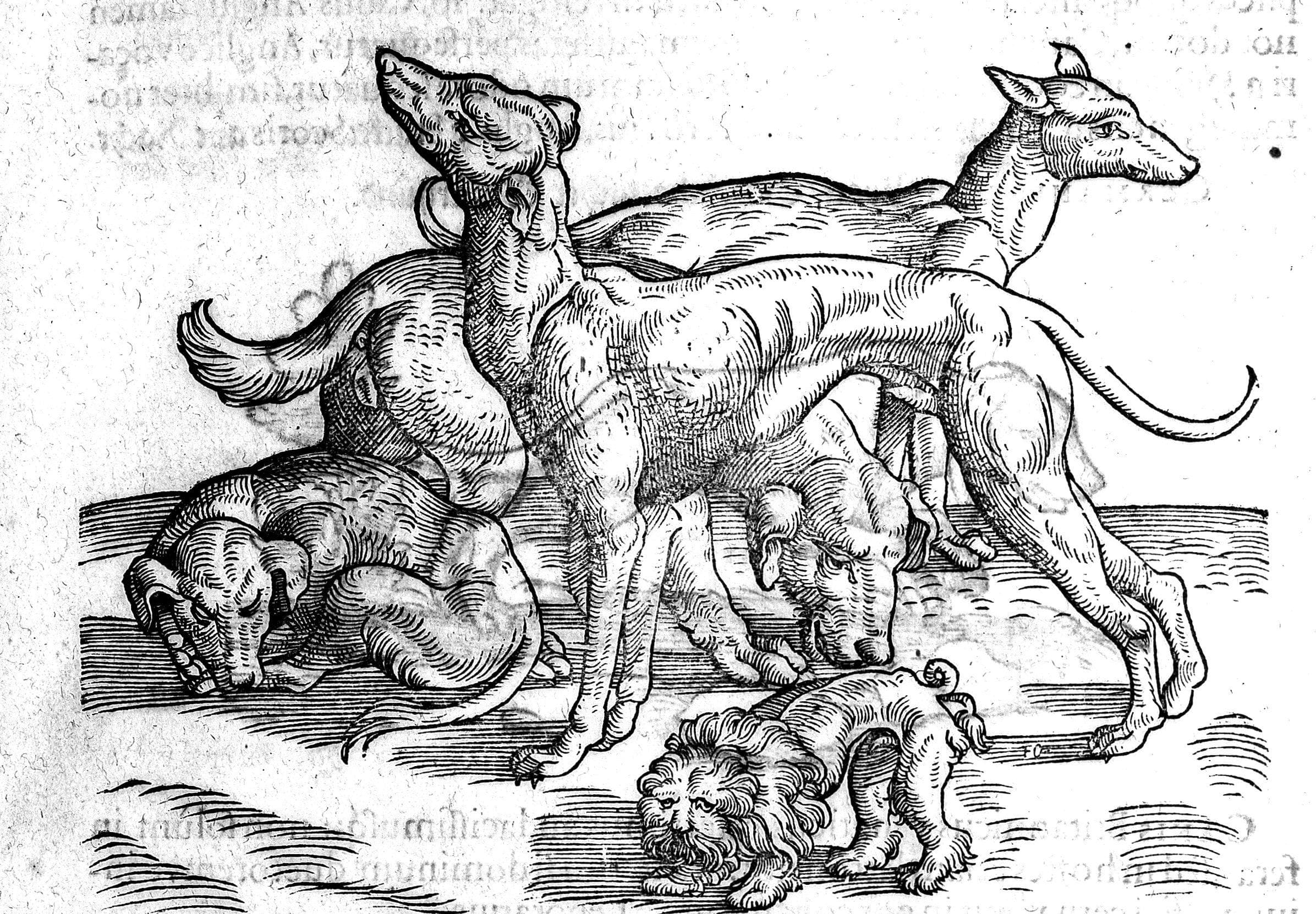 The Heartbreaking History of Turnspit Dogs That Worked in Kitchens