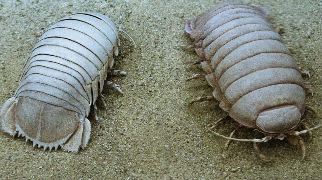 Giant Isopods Can Be Horrifyingly Large