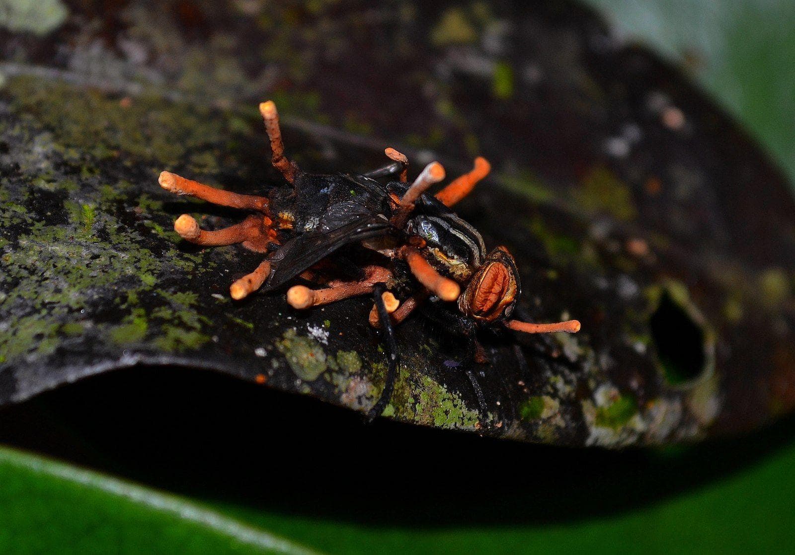 This Fungus Is Infecting Insects, Controlling Their Brains, And Turning ...