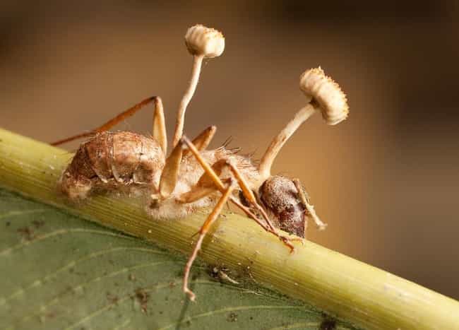 Each Species Of Cordyceps Specializes In A Specific Host Photo U1?w=650&q=50&fm=pjpg&fit=crop&crop=faces