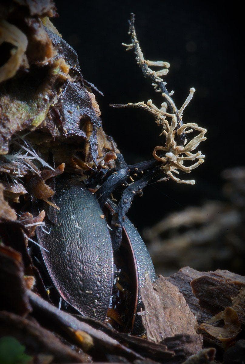 This Fungus Is Infecting Insects, Controlling Their Brains, And Turning ...