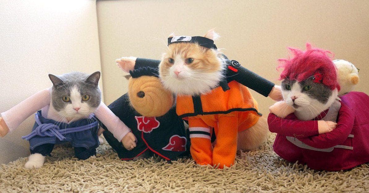 14 Cats Whose Anime Cosplay Is Better Than Yours