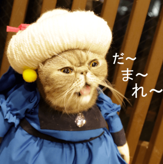 cat cosplay anime