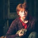 J.K. Rowling Hinted Early On At The True Identity Of Scabbers on Random Utterly Genius Foreshadowing In Harry Potter