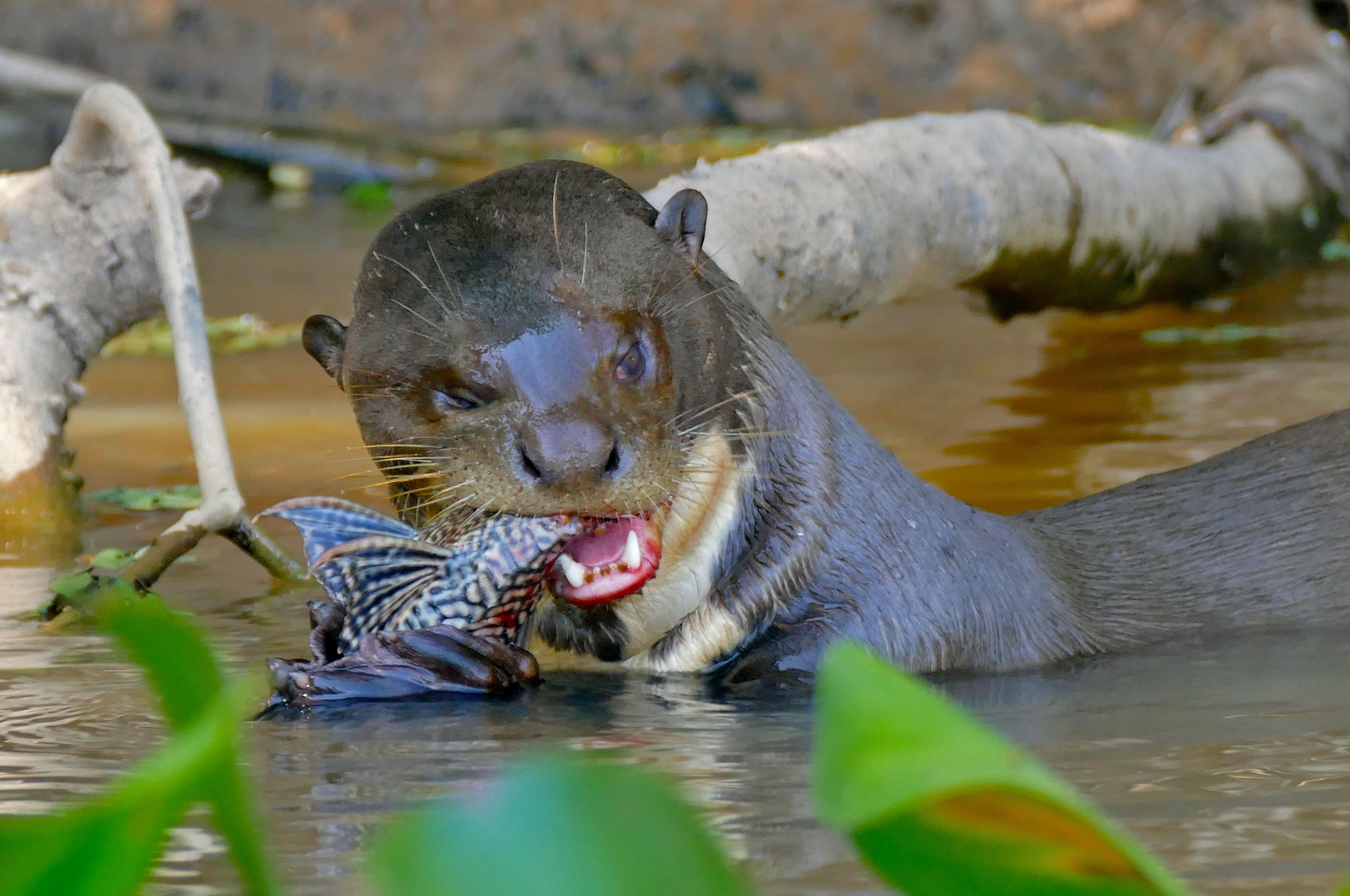13 Scary Animals And Bugs From The Amazon