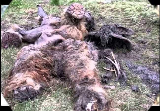 The Decomposing Corpse Of... S... is listed (or ranked) 3 on the list These Unexplained Corpses Might Prove Bigfoot Actually Exists