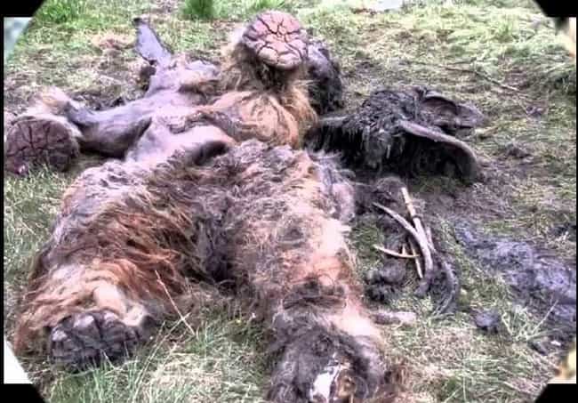 Big Foot Corpses found ? The-decomposing-corpse-of-something-photo-u1?w=650&q=50&fm=pjpg&fit=crop&crop=faces