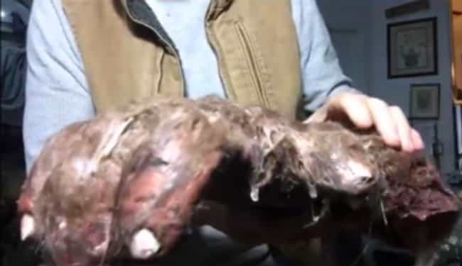 Bigfoot's Severed Arm Is Enorm... is listed (or ranked) 2 on the list These Unexplained Corpses Might Prove Bigfoot Actually Exists