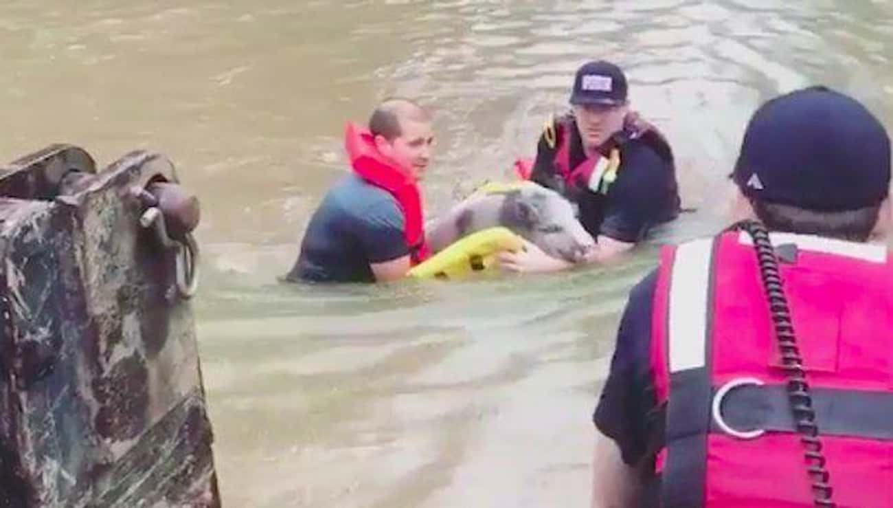 Firefighters Swam This Pig To Safety