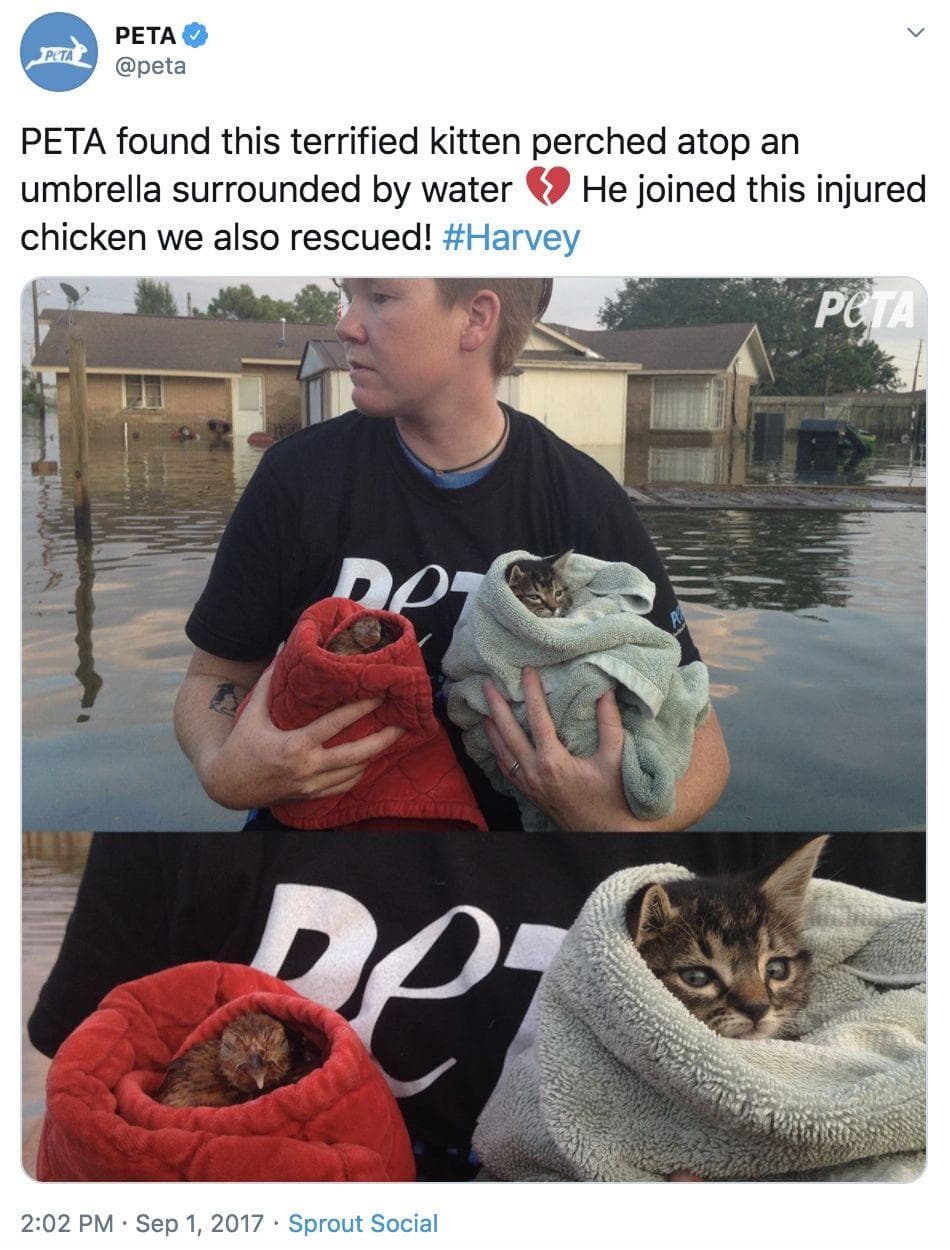 Heartwarming Stories Of People Rescuing Animals During Hurricane Harvey