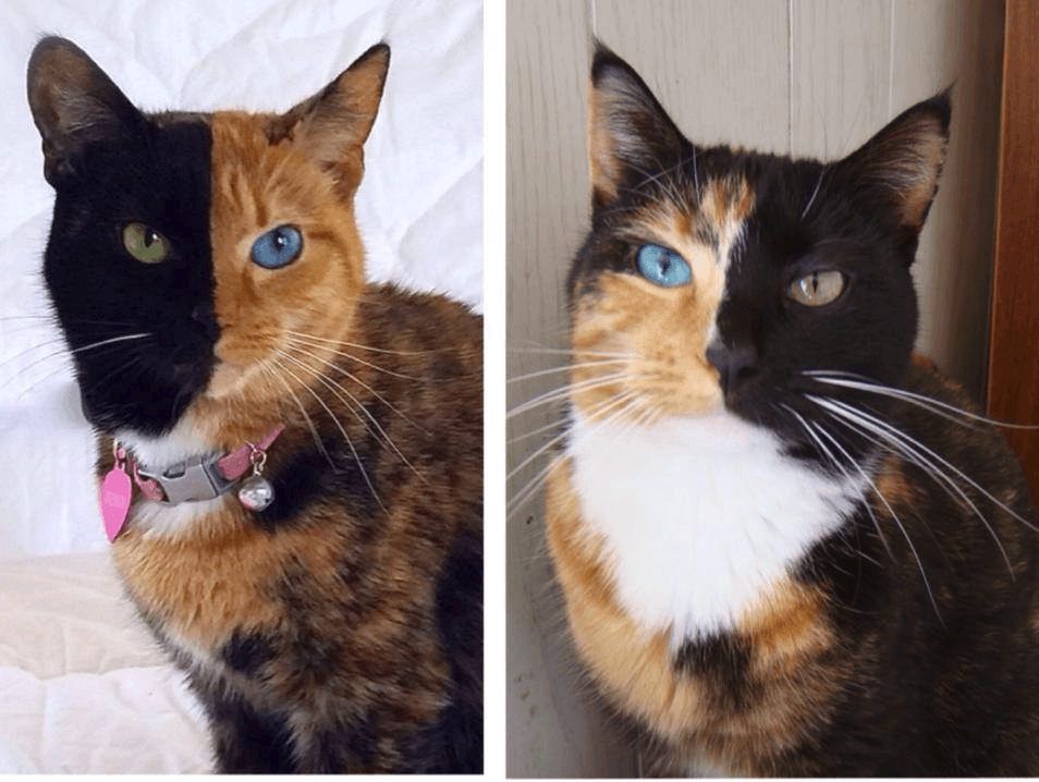 20 Beautiful Animals With Heterochromia (Photos)