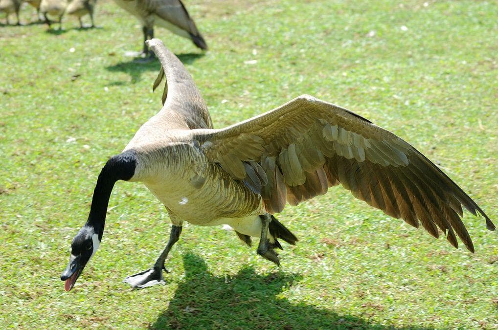 Why Are Geese So Mean To People?