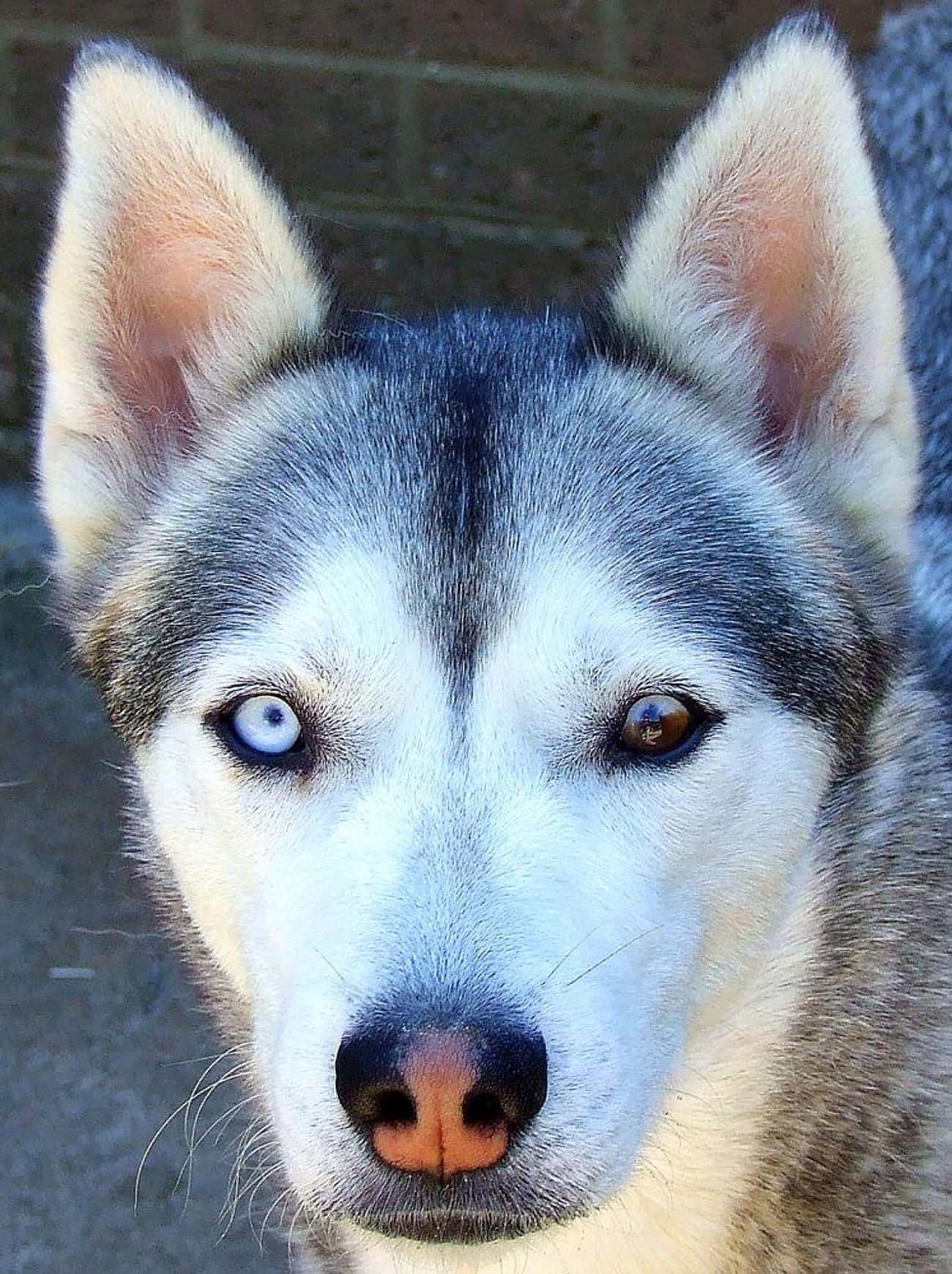 Глаза голубой собаки читать. Хаски гетерохромия. Сибирский хаски с гетерохромией. Хаски разноглазые. Гетерохромия у собак хаски.