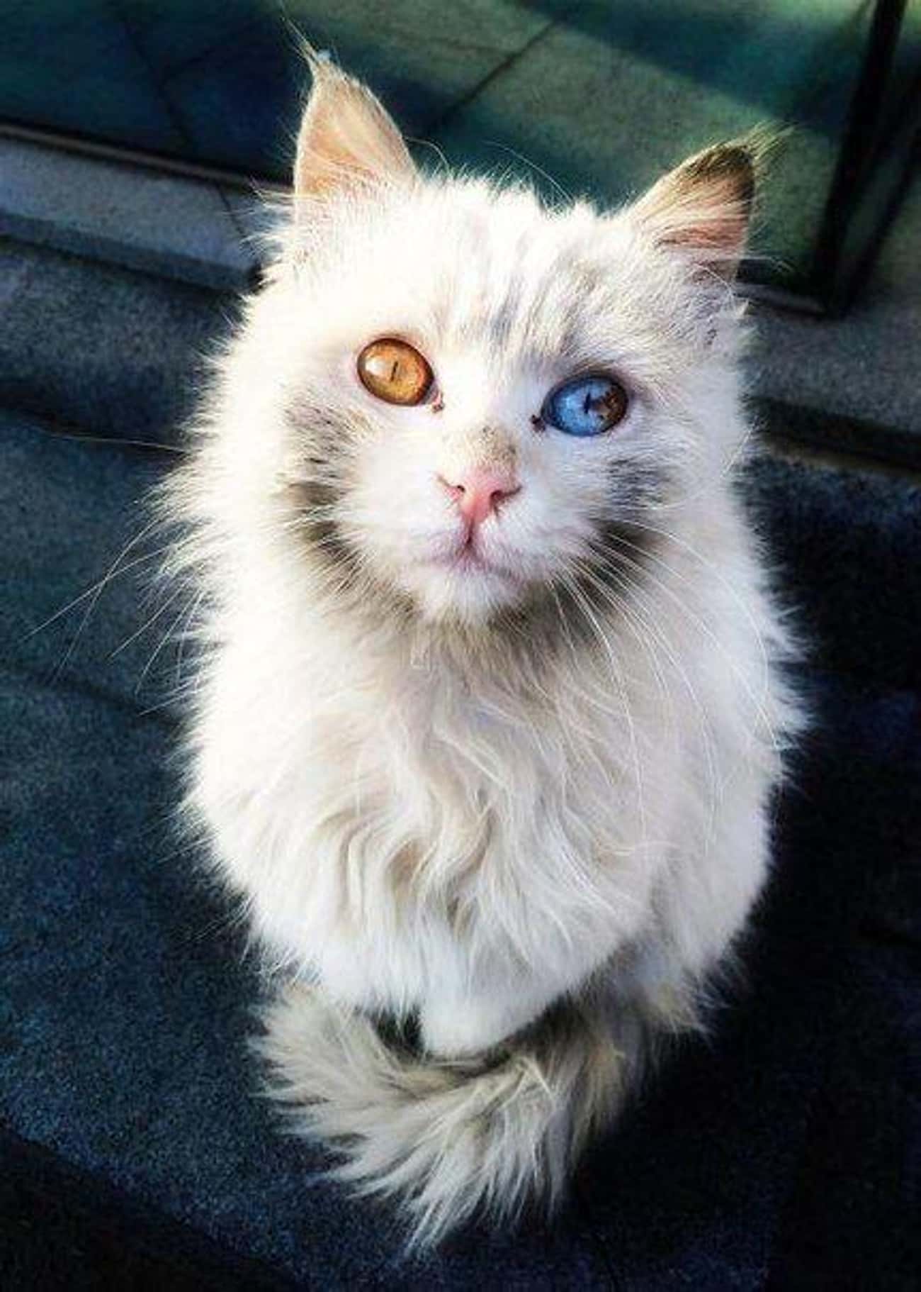 This Cat Has Eyes Like Marbles