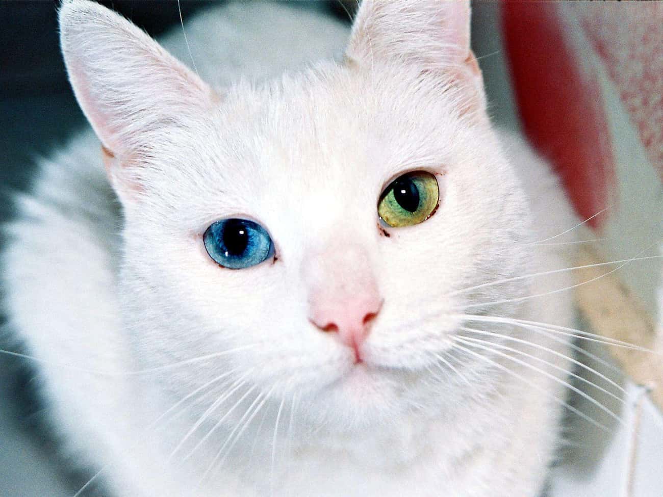 This Cat Has Such Warm Eyes