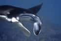 Mantas Are Considered An Endangered Species on Random Fascinating Facts Most People Don't Know About Majestic Manta Rays