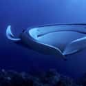 They Can Sieve Plankton From The Water With Their Unique Mouths on Random Fascinating Facts Most People Don't Know About Majestic Manta Rays