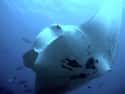 Recent Studies Show That Mantas May Be Proficient Hunters on Random Fascinating Facts Most People Don't Know About Majestic Manta Rays
