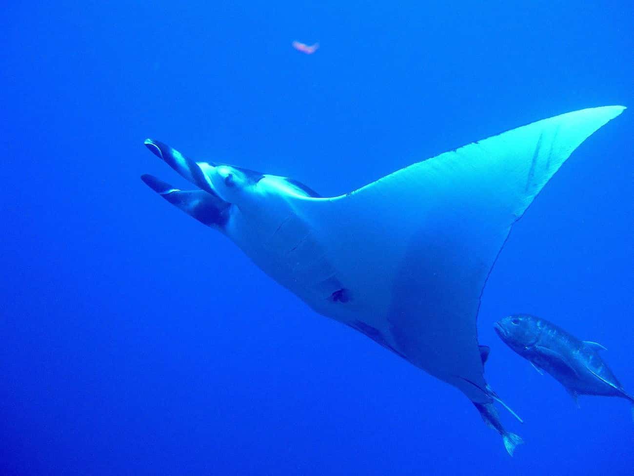 Manta Rays Have The Largest Brain Of All Fish