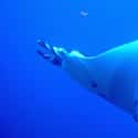 Manta Rays Have The Largest Brain Of All Fish on Random Fascinating Facts Most People Don't Know About Majestic Manta Rays