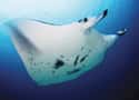 Female Mantas Give Live Birth on Random Fascinating Facts Most People Don't Know About Majestic Manta Rays