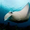 There Are Actually Two Separate Species Of Manta Rays on Random Fascinating Facts Most People Don't Know About Majestic Manta Rays