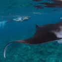 Thay Have Fairly Long Lifespans on Random Fascinating Facts Most People Don't Know About Majestic Manta Rays