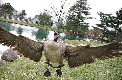 Why Are Geese So Mean To People?