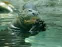 Giant Otters on Random Most Terrifying Creatures Found In Amazon River