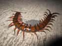 Amazonian Giant Centipedes on Random Most Terrifying Creatures Found In Amazon River