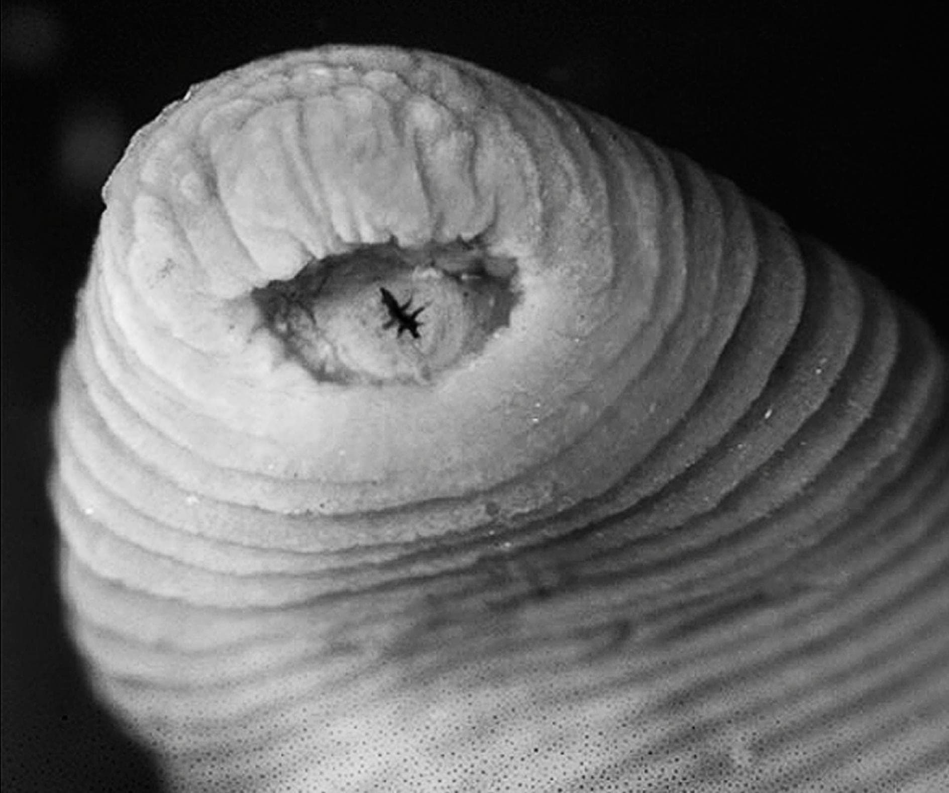 Balasan Dari Hewan Hewan Mengerikan Ditemukan Di Amazon Kaskus