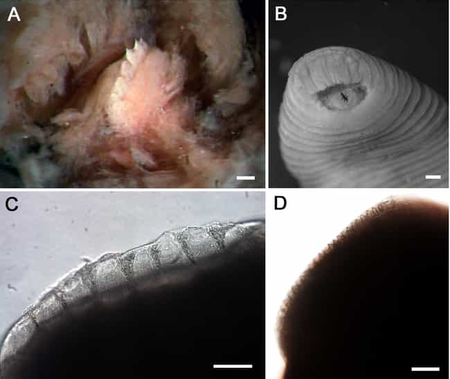 Tyrant King Leeches