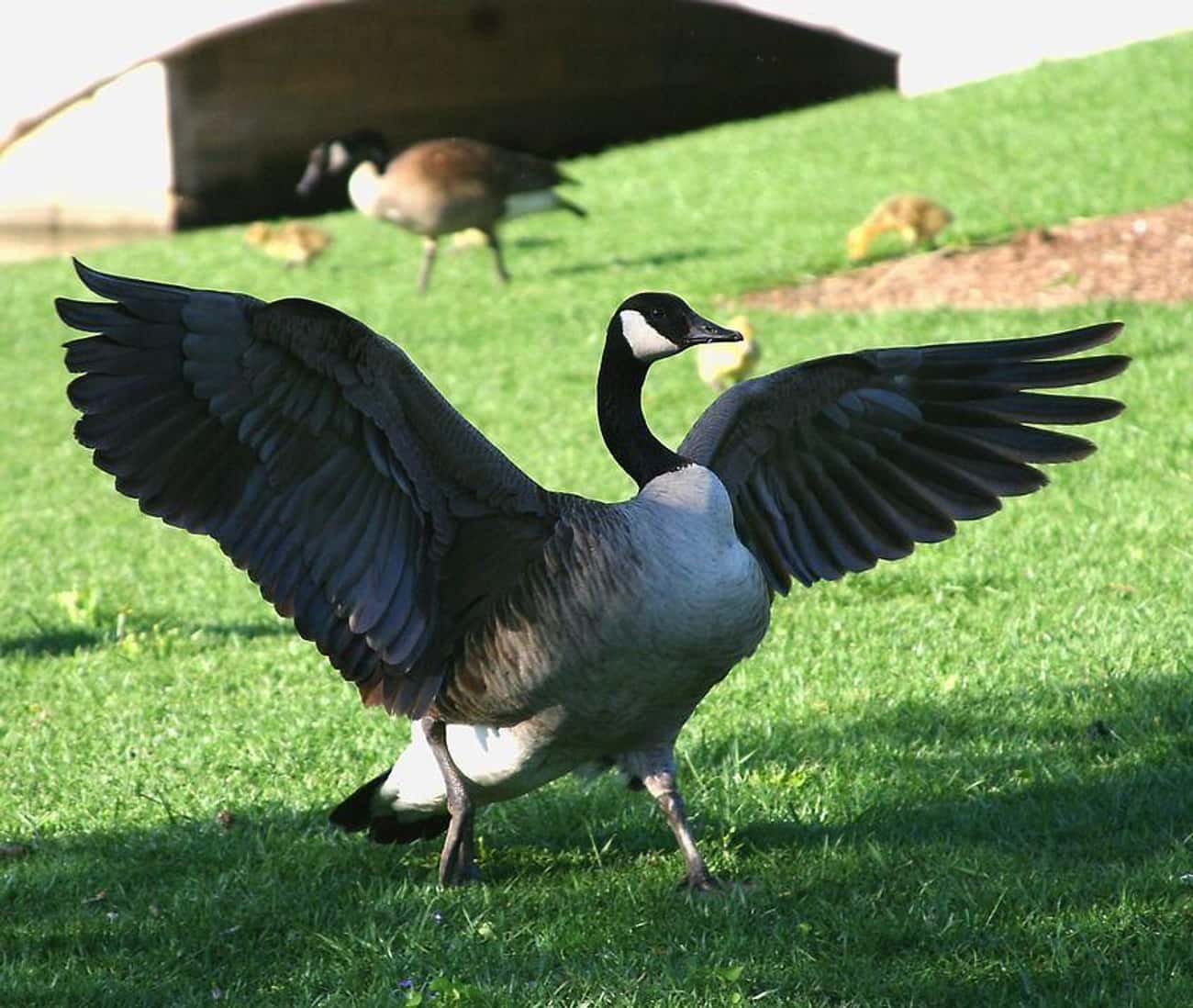 Geese Are Really Intense About Guarding Their Hidden Nests