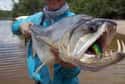 Payaras on Random Most Terrifying Creatures Found In Amazon River